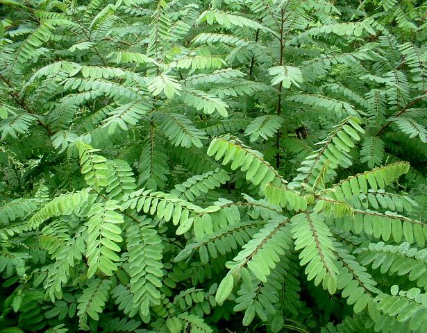 Amorpha fruticosa / Indaco bastardo